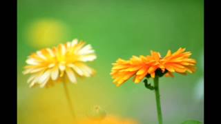 Jonny Hill Die kleine Hafenkneipe