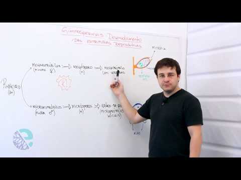 Gimnospermas: desenvolvimento das estruturas reprodutivas