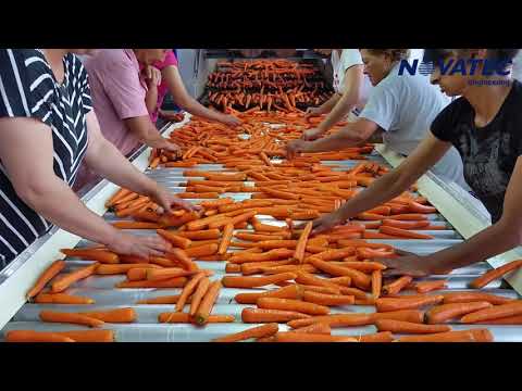 Novatec S.A. - Sorting, Washing, Polishing, Weighing & Packing Line for Carrots