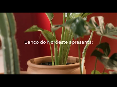 Campanha Institucional - Banco do Nordeste 73 Anos