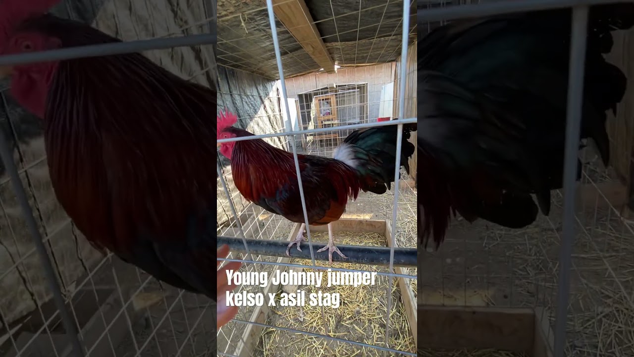 Johnny jumper / Dan grey kelso x asil  #rooster gallo gallos gamefowl