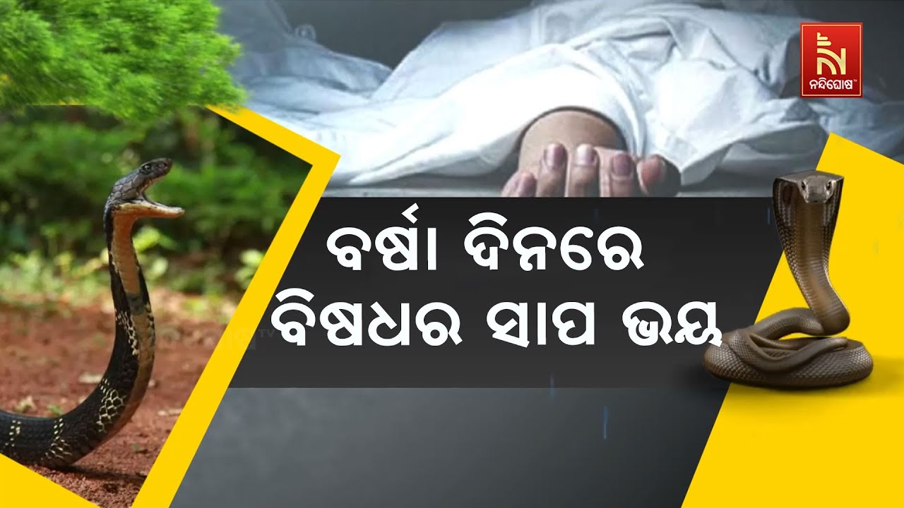 ବର୍ଷା ଦିନରେ ବିଷଧର ସାପ ଭୟ । ସାପ କାମୁଡ଼ିଲେ ଅନ୍ଧ ବିଶ୍ଵା?