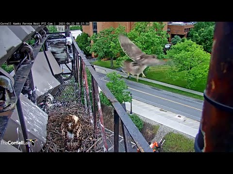 Red-tailed Hawk Chick "K1" Fledges From #CornellHawks Nest – June 22, 2021