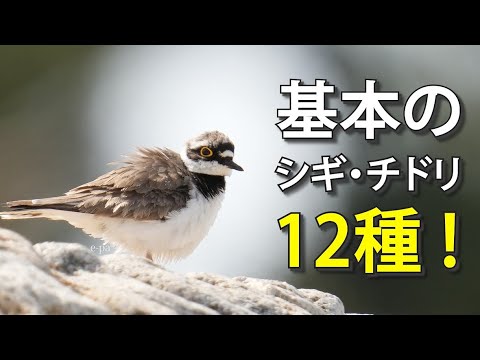 巨大なエゾドリについて詳しく解説