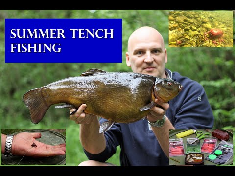 Summer tench fishing