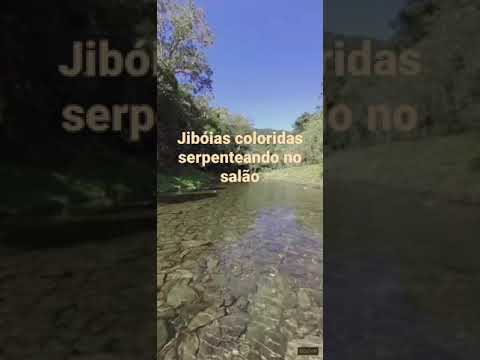 Marina Txupe - Balanço da Floresta