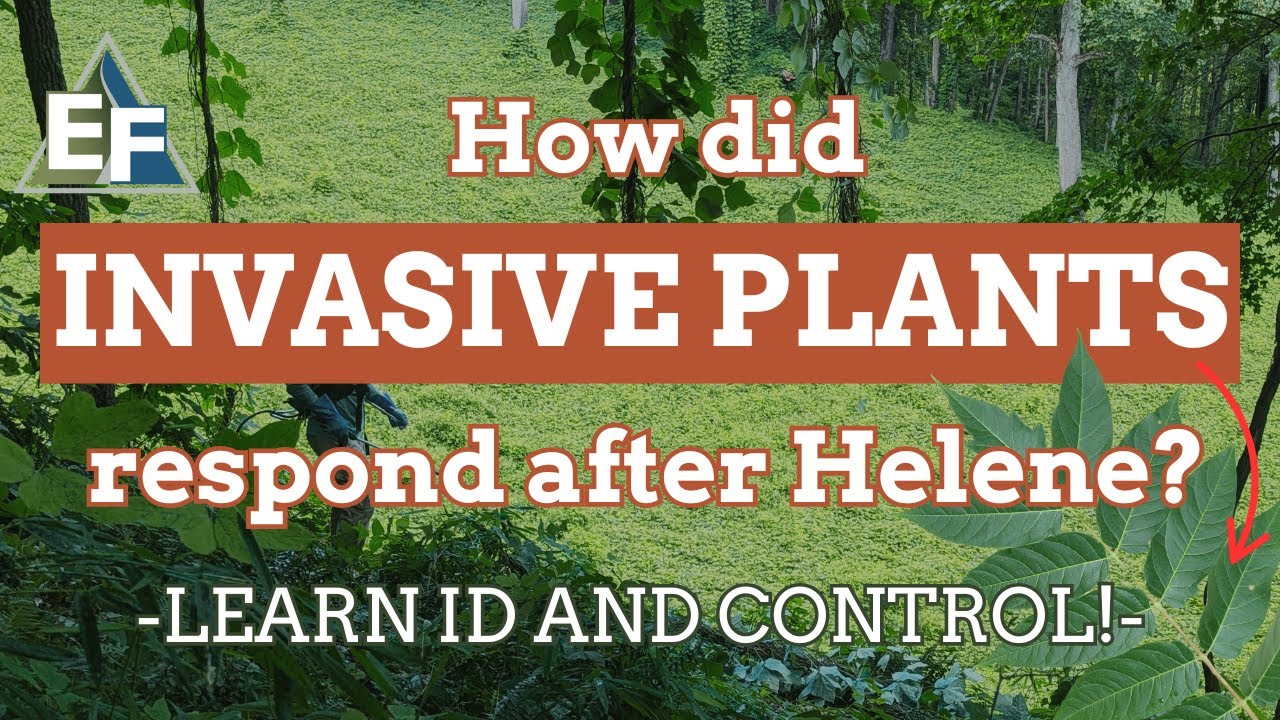 How Did Invasive Plants Respond to Helene? ID and Control After the Storm