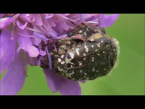 Navadna kosmata minica - Tropinota hirta (Poda, 1761)