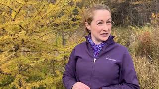 Mondays with Martha #21 - Tamarack Trees