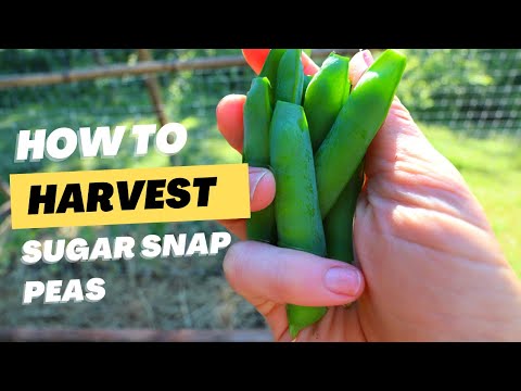 How and When to Pick Sugar Snap Peas -  Harvesting Sugar Snap Peas