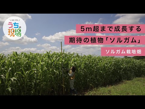 栽培ソルガム、コモンソルガム、バイカラーソルガム
