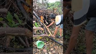 Download lagu Kayu Basah Susah Nyala? Coba Cara Ini, Dijamin Cepat Menyala! #fypシ #shorts #viralvideo mp3