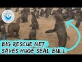 Big Rescue Net Saves Huge Seal Bull