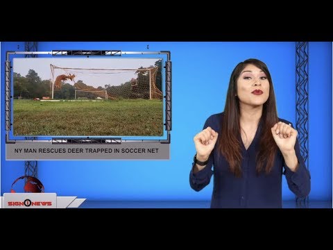 NY man rescues deer trapped in soccer net (ASL - 8.23.19)
