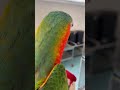 Catalina Macaw