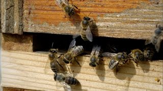 The Waggle Dance | Inside the Animal Mind | BBC