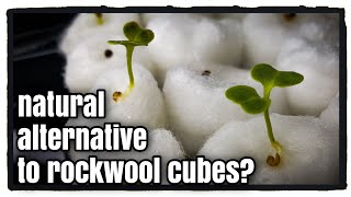 Starting Seed in Cotton Balls (alternative to rockwool?)