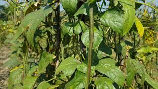 Long Beans Garden | বরবটির বাগান