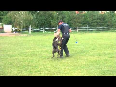 Bestia z Ringu   defence  July 2012   DUX