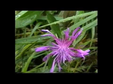 BACSOFALVA 2003  SELMECI HEGYSÉG Szlovákia