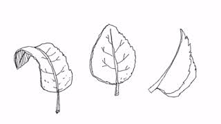 3 Easy Leaf Drawings Anyone Can Try | Simple Step-by-Step Tutorial