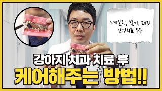 강아지스케일링 발치 신경치료 등 치과치료 후 이렇게 케어해주세요!