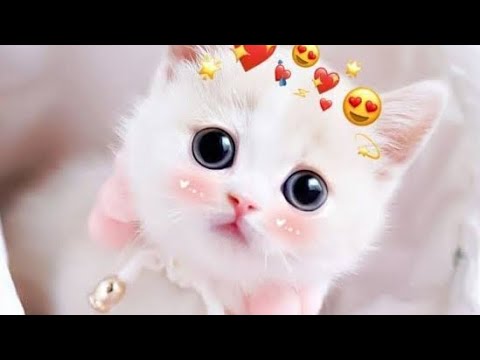 Cat singing Urdu gojol Masallah || Cutecat singing || Cat version Urdu Gojol