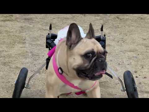 UNOちゃん犬用車いすで歩く