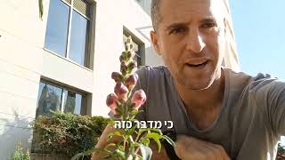 לוע הארי משחק חמוד