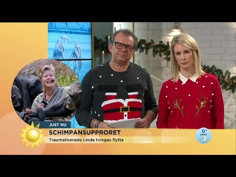 Schimpansflytten skapar uppror i sociala medier - Nyhetsmorgon (TV4)