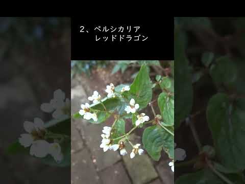 冬に咲く低木：霜が降りても色鮮やかな8種類の植物  庭園