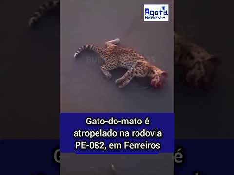 Gato-do-mato é atropelado na rodovia PE-082, em Ferreiros