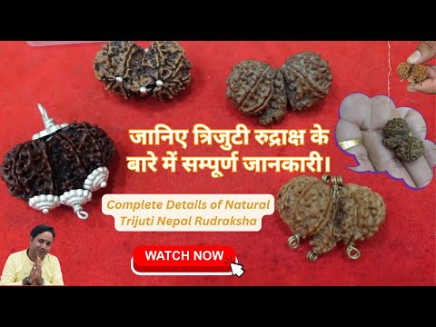 Trijuti Rudraksha: Exploring the Benefits & Significance of #त्रिजुटीरुद्राक्ष l Complete Details