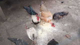 Alimentando as Galinhas pra uma boa produção de ovos - ( Parte 297 )