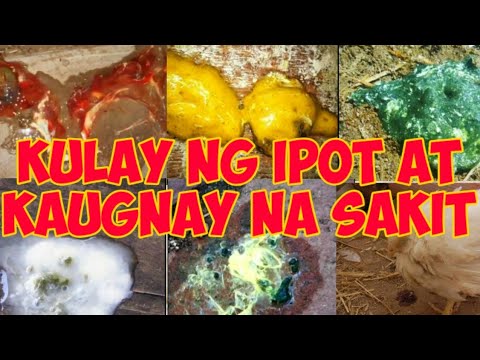 , title : 'Kulay ng Ipot at Kaugnay na Sakit: Anong Gamot?