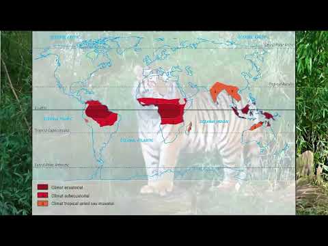 Zonele climatice ale Terrei  Zona Calda