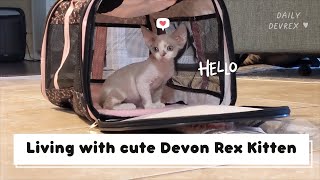 Life with a Devon Rex Kitten
