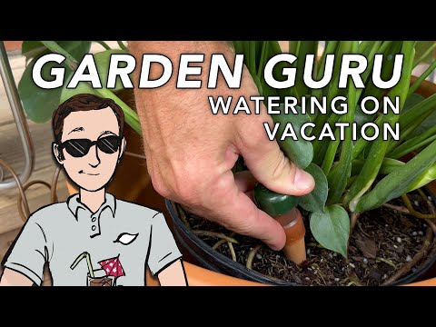 How to Water Your Houseplants While on Vacation | Dig In