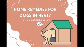 Home Remedies for Dogs in Heat?