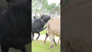 Download lagu Kaweh lyer lanang #shortvideo #hindisong #love #farming #funny mp3 Download lagu Kaweh lyer lanang #shortvideo #hindisong #love #farming #funny mp3