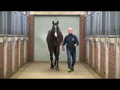 Verbandshengste 2022 - Dubliner