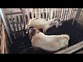 Kambing Boer Sedang Kawin