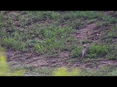 Djuma: Water Monitor Lizard on the prowl - 06:31 - 12/22/20