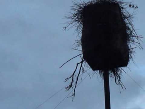 06-17-2010 8:34PM (PST). Platform # 2~5 Wild Quakers sited flying out of nest