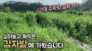 관리 전혀 안한 감자밭 수확하는날~ 감자 농사개꿀!! [농사왕 재배맨]