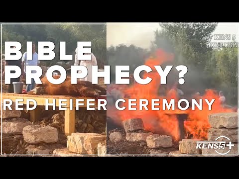 Biblical Prophecy? Video of Red Heifer Ceremony in Israel; A Texan shares his story