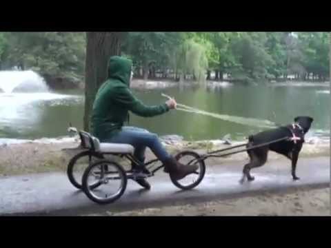 download lagu mp3 mp4 Dog Cart, download lagu Dog Cart gratis, unduh video klip Dog Cart