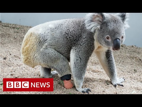 コアラ、歯医者から義足をもらう - BBC ニュース (Koala gets prosthetic foot from dentist – BBC News)