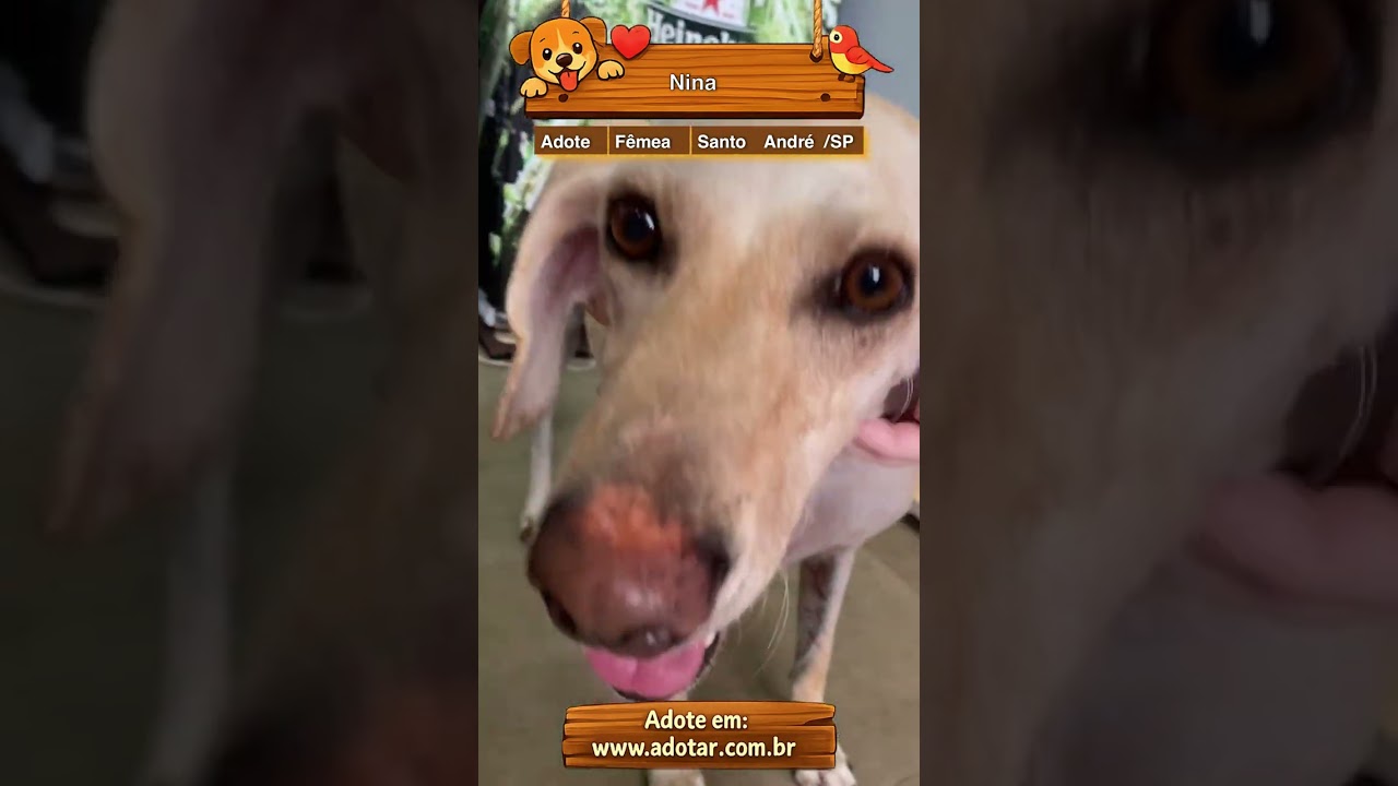 Cachorro raça SRD-ViraLata idade 2 anos nome Nina