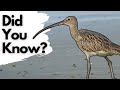 Things you need to know about CURLEWS! DEFAULT Thumbnail